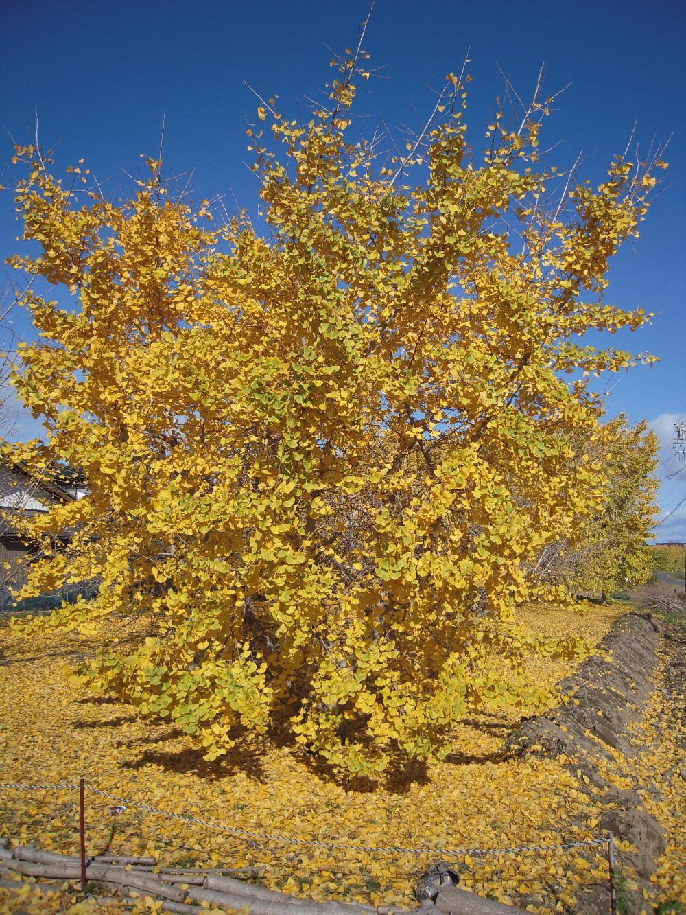 祖父江銀杏 001.jpg